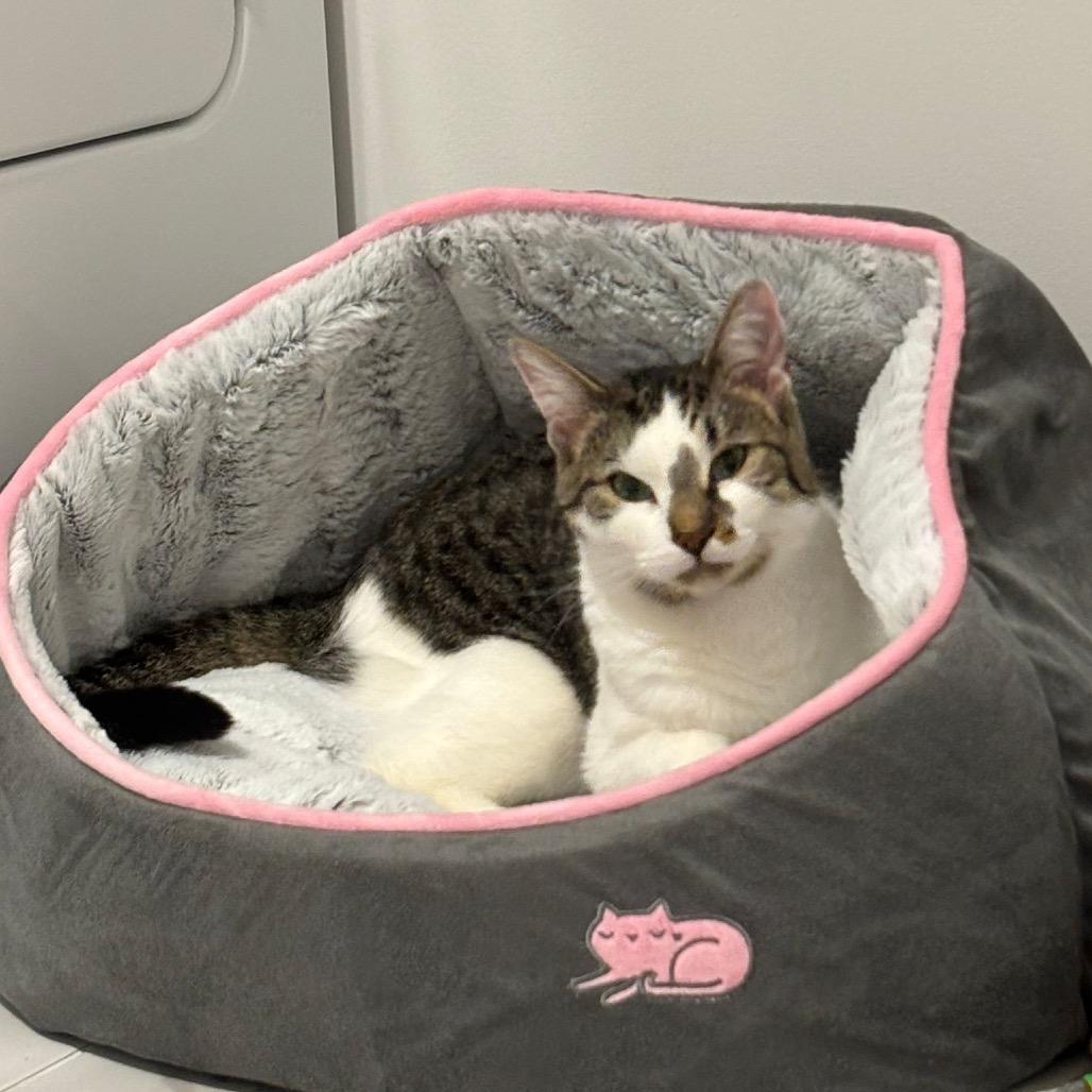 Cleo, a Adoptable Domestic Short Hair in Puslinch, ON image 1/6