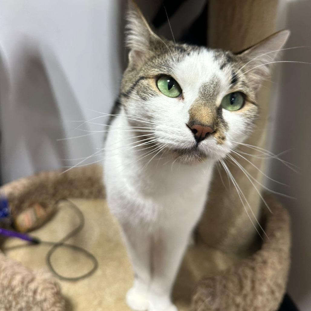 Cleo, a Adoptable Domestic Short Hair in Puslinch, ON image 2/6