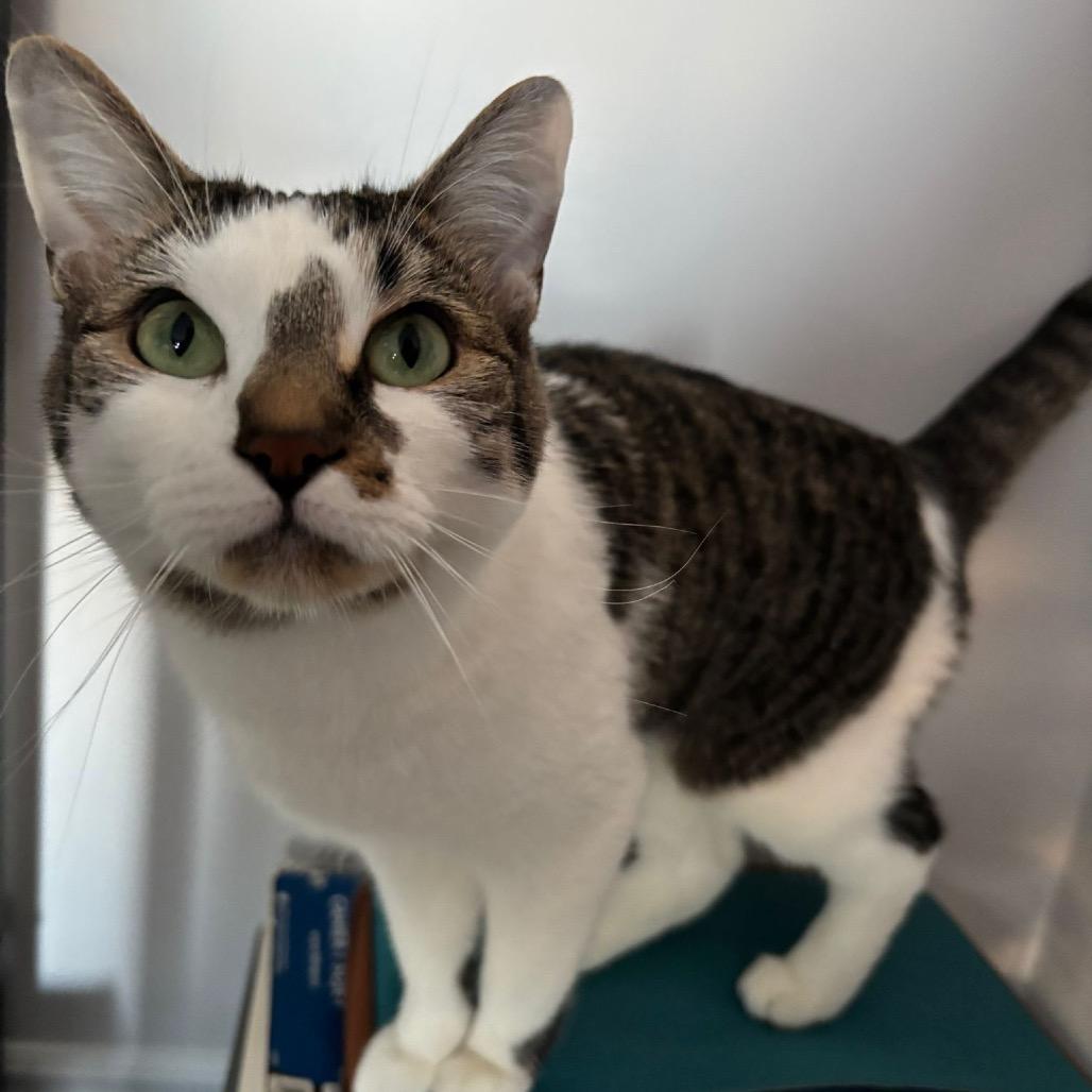 Cleo, a Adoptable Domestic Short Hair in Puslinch, ON image 3/6