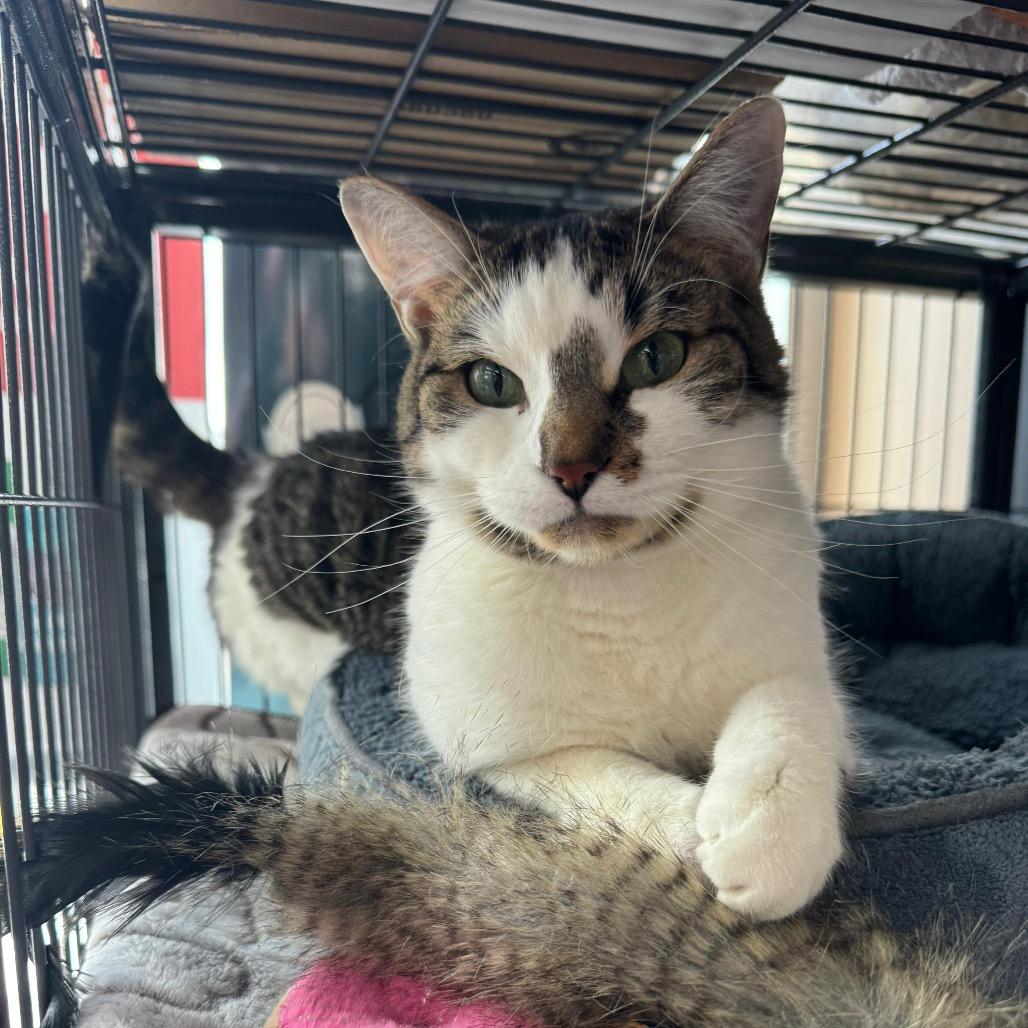 Cleo, a Adoptable Domestic Short Hair in Puslinch, ON image 4/6