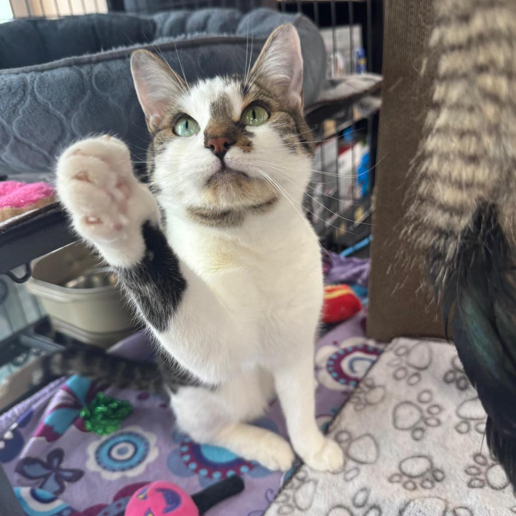 Cleo, a Adoptable Domestic Short Hair in Puslinch, ON image 5/6