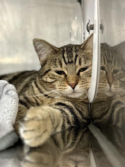 Enlarge Timid, a ADOPTABLE Domestic Short Hair in Lafayette, IN image 1/1