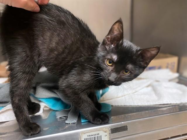 BYNX, Adoptable, Kitten Female Domestic Short Hair.