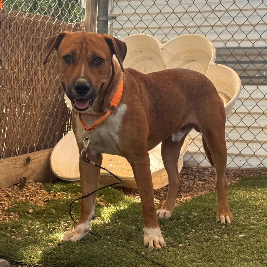 Enlarge Dimples, a Adoptable mixed breed in Austin, TX image 1/6