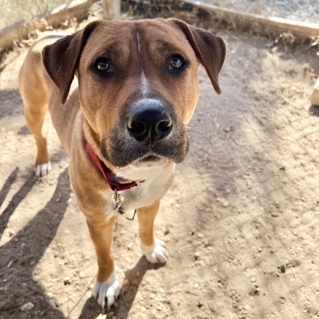 Dimples, a Adoptable mixed breed in Austin, TX image 2/6