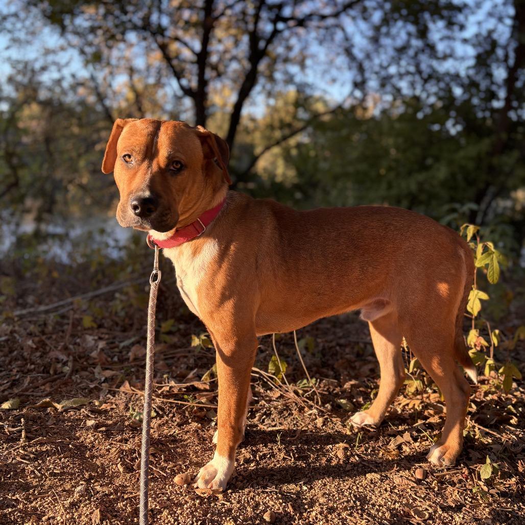 Dimples, Adoptable, Adult Male Boxer & Rhodesian Ridgeback.