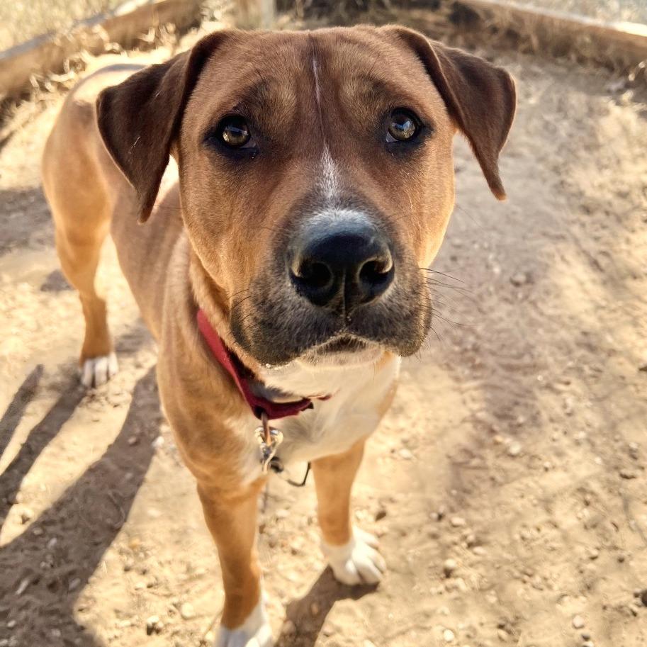Enlarge Dimples, a Adoptable mixed breed in Austin, TX image 3/6