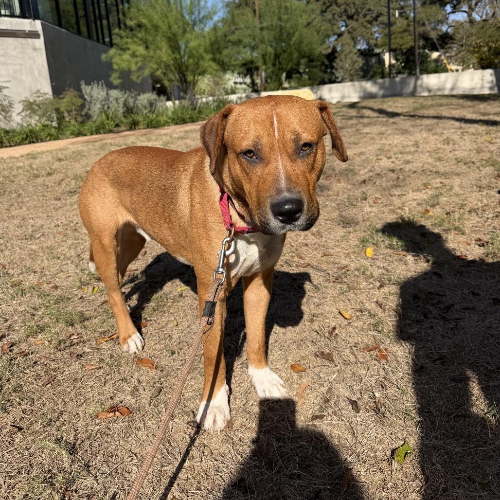 Enlarge Dimples, a Adoptable mixed breed in Austin, TX image 2/6