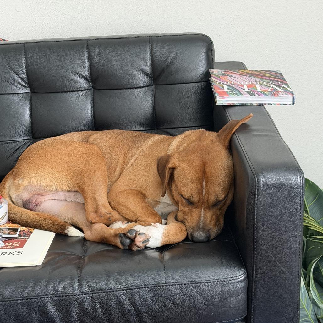 Enlarge Dimples, a Adoptable mixed breed in Austin, TX image 2/6