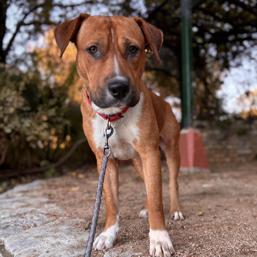 Dimples, Adoptable, Adult Male Boxer & Rhodesian Ridgeback.