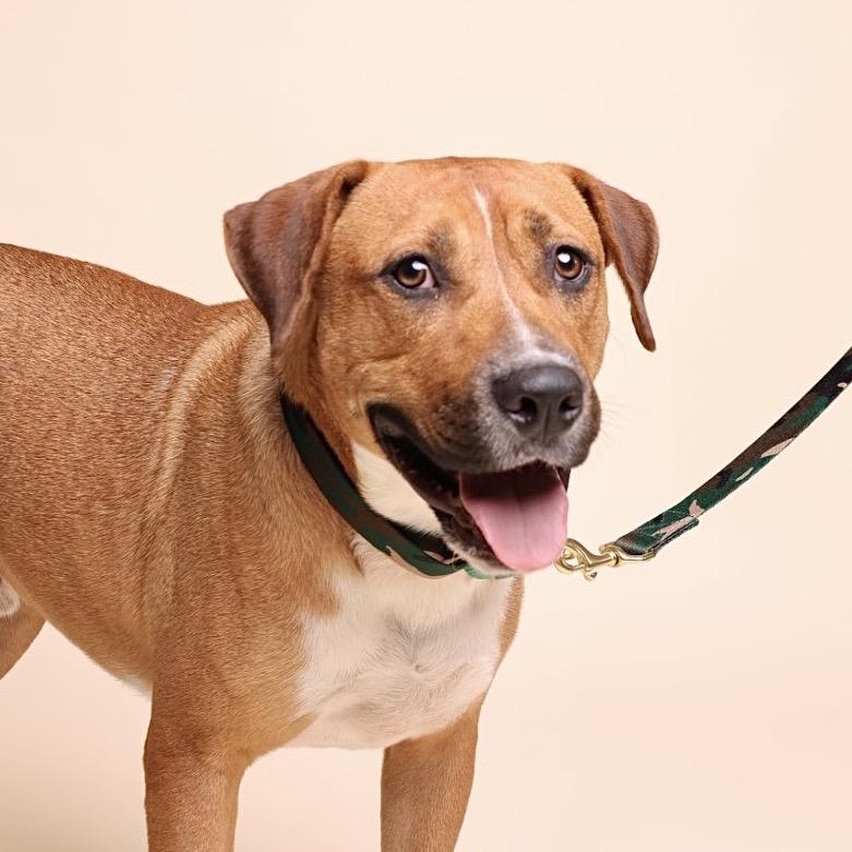 Enlarge Dimples, a Adoptable mixed breed in Austin, TX image 3/5