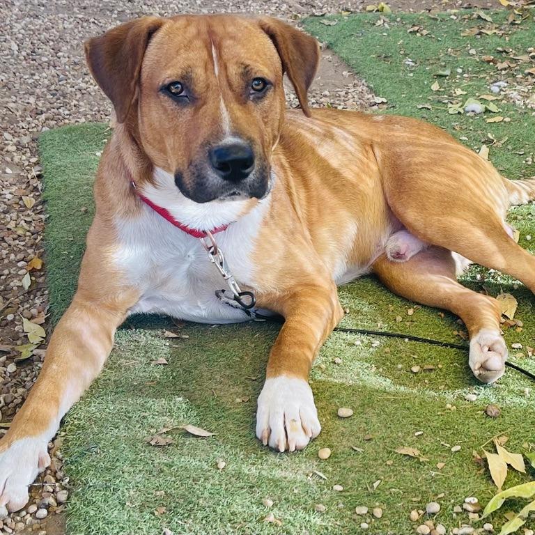 Enlarge Dimples, a Adoptable mixed breed in Austin, TX image 5/6