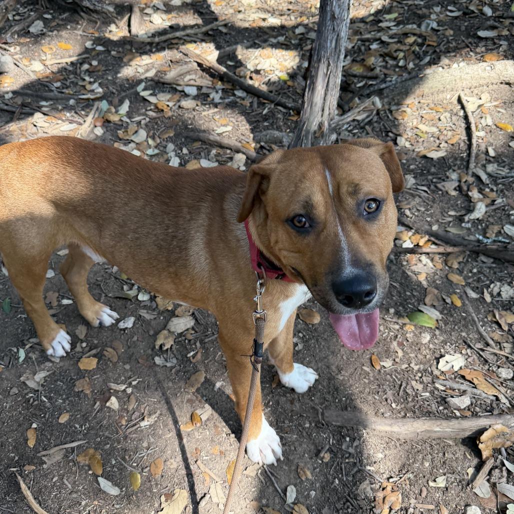 Enlarge Dimples, a Adoptable mixed breed in Austin, TX image 4/6