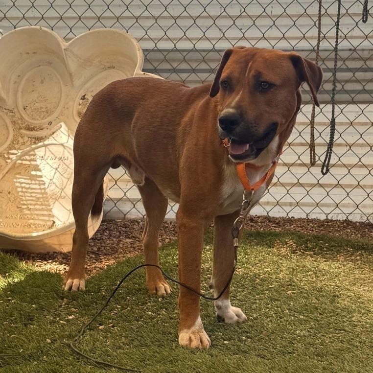 Enlarge Dimples, a Adoptable mixed breed in Austin, TX image 6/6