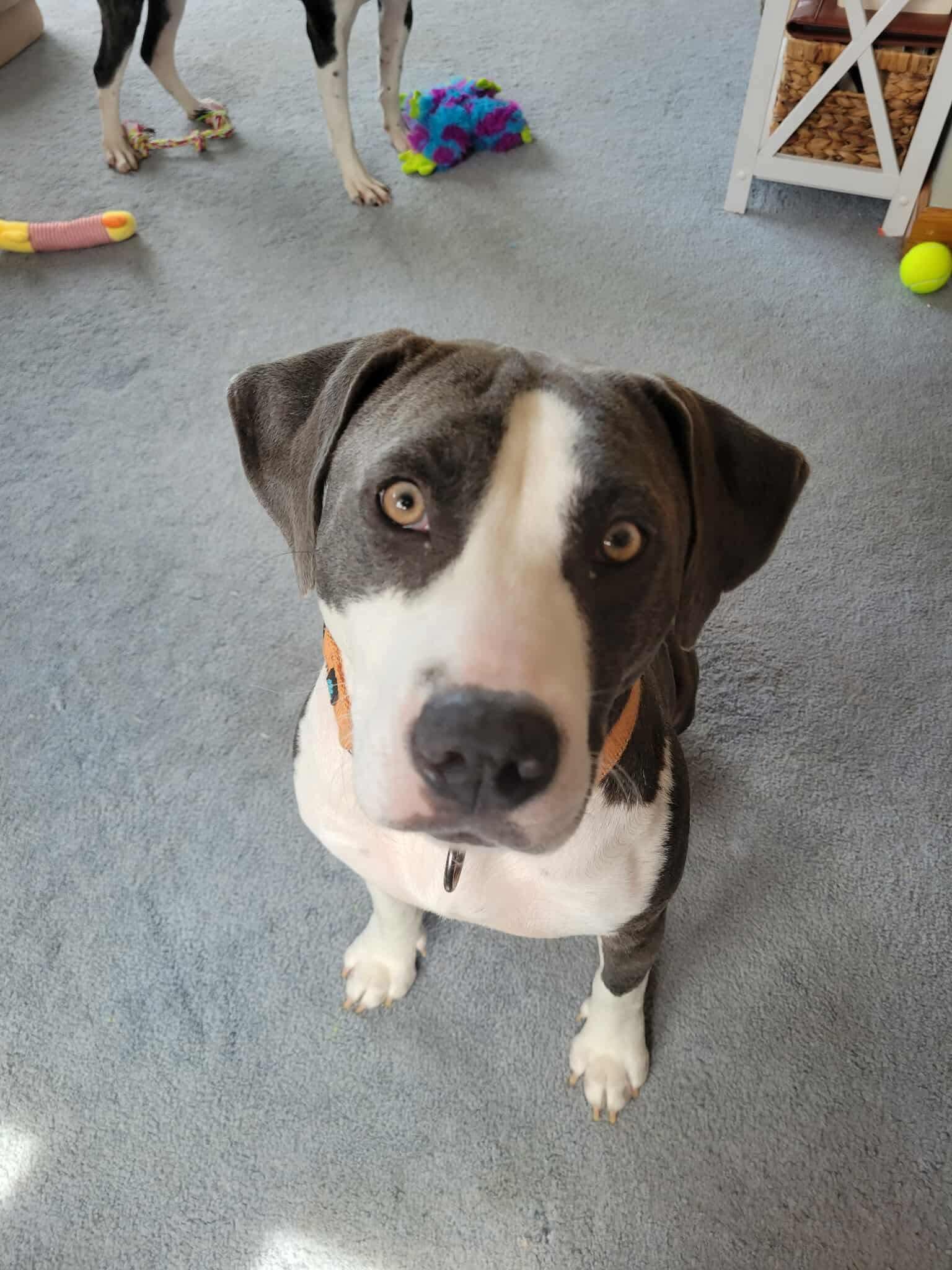 Enlarge Adele, a Adopted Mixed Breed in Griswold, CT image 1/3