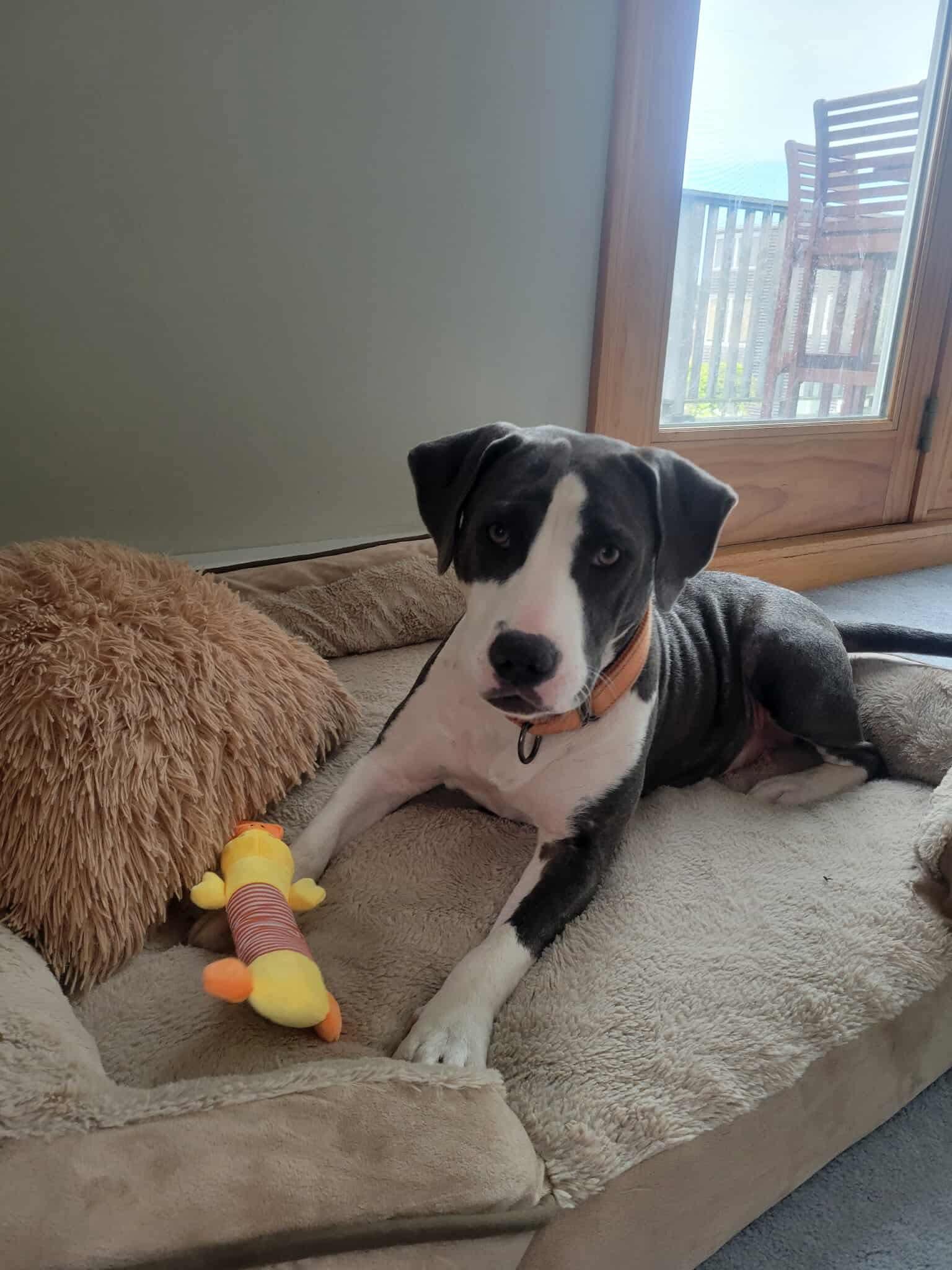 Enlarge Adele, a Adopted Mixed Breed in Griswold, CT image 2/3