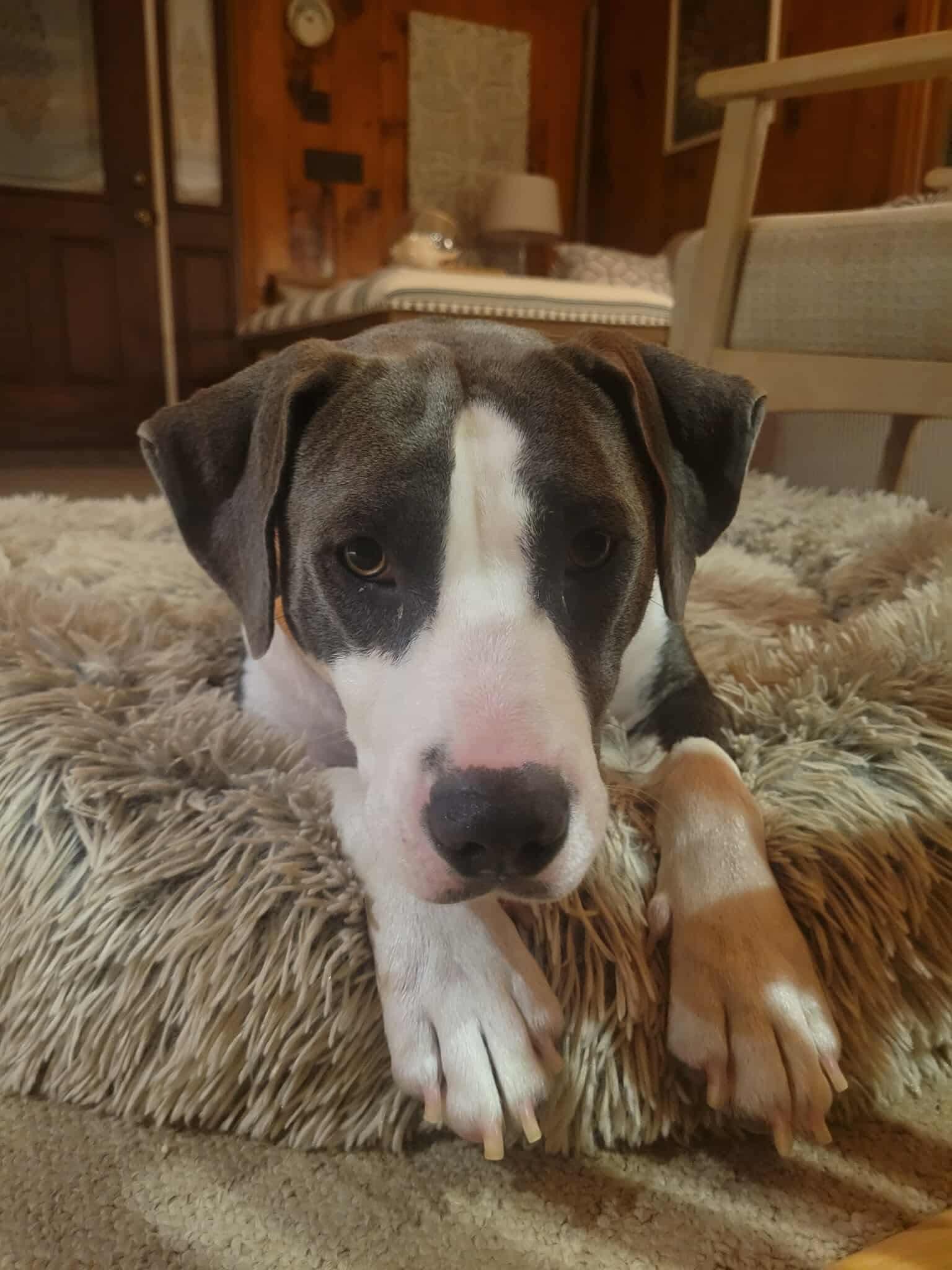 Enlarge Adele, a Adopted Mixed Breed in Griswold, CT image 3/3