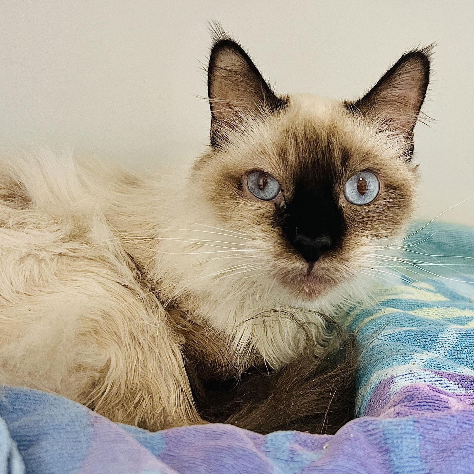 Balthazar thumbnail 3