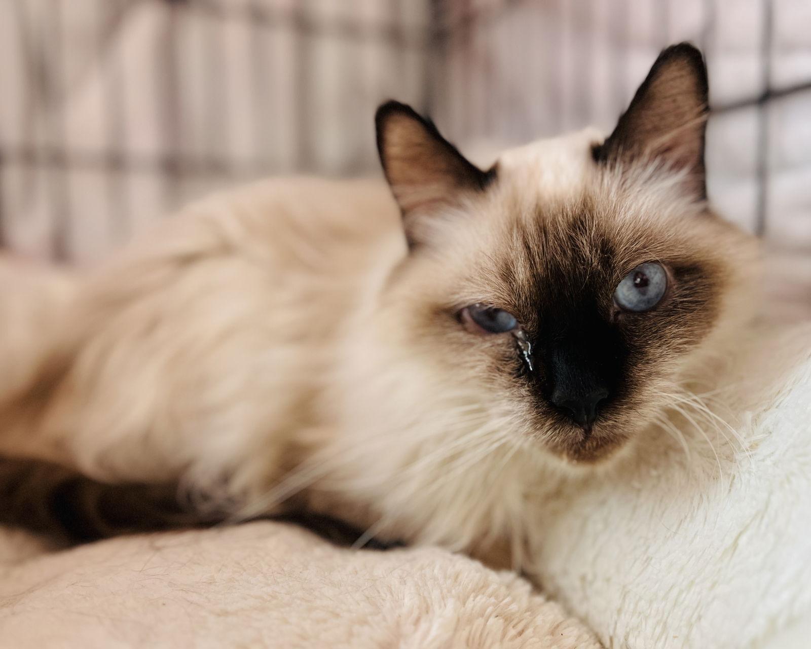 Balthazar thumbnail 4