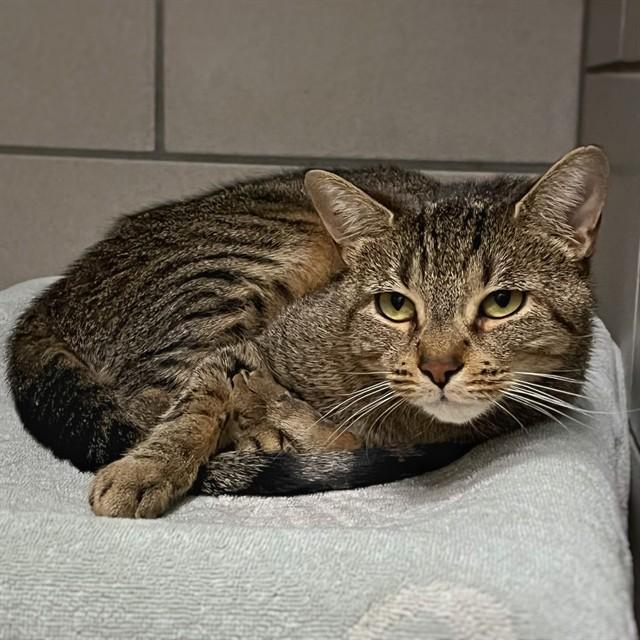 STAR, Adoptable, Young Female Domestic Short Hair.