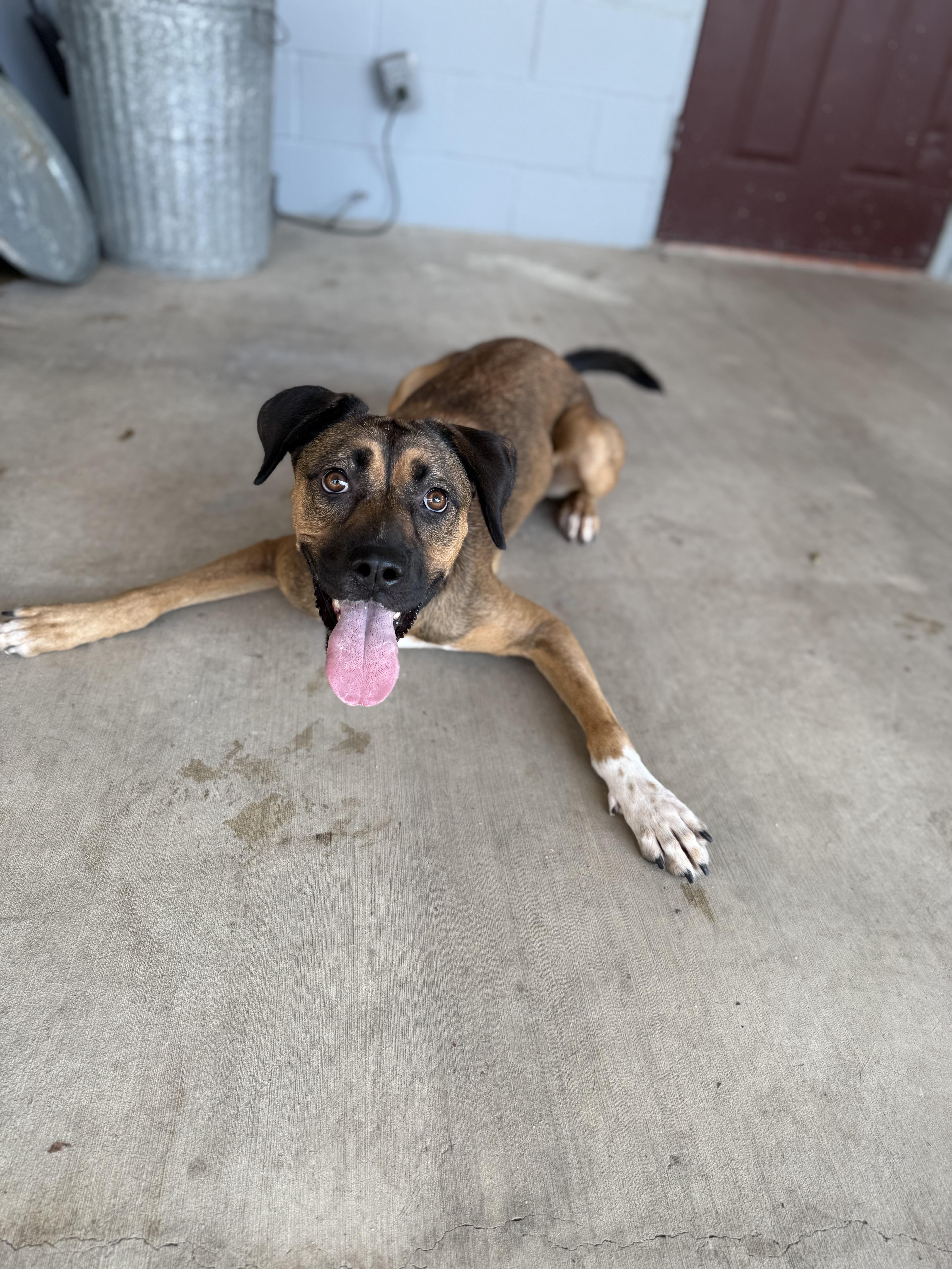 Cinnamon, a Adoptable mixed breed in Uvalde, TX image 1/6