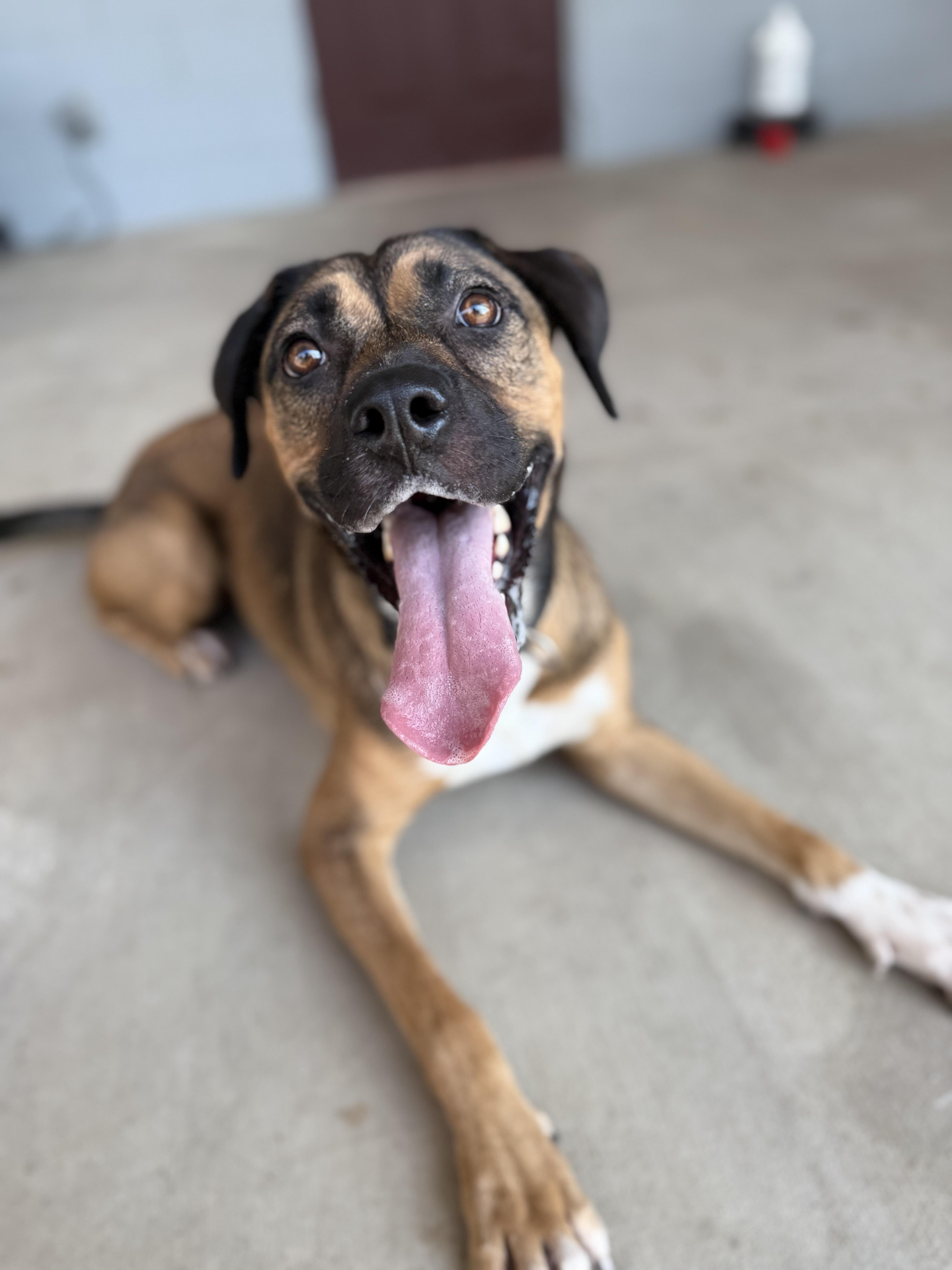 Cinnamon, a Adoptable mixed breed in Uvalde, TX image 2/6