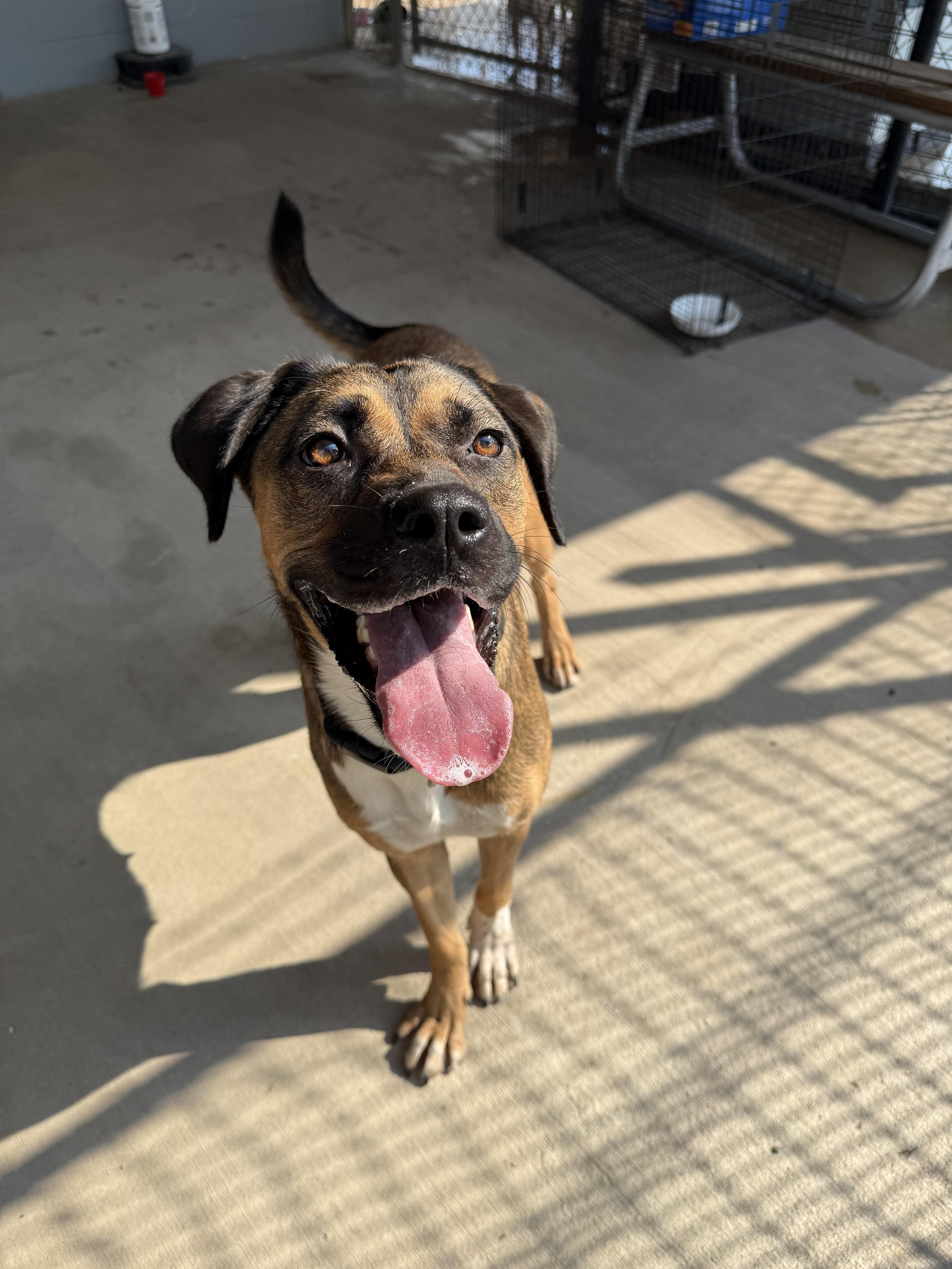 Cinnamon, a Adoptable mixed breed in Uvalde, TX image 3/6