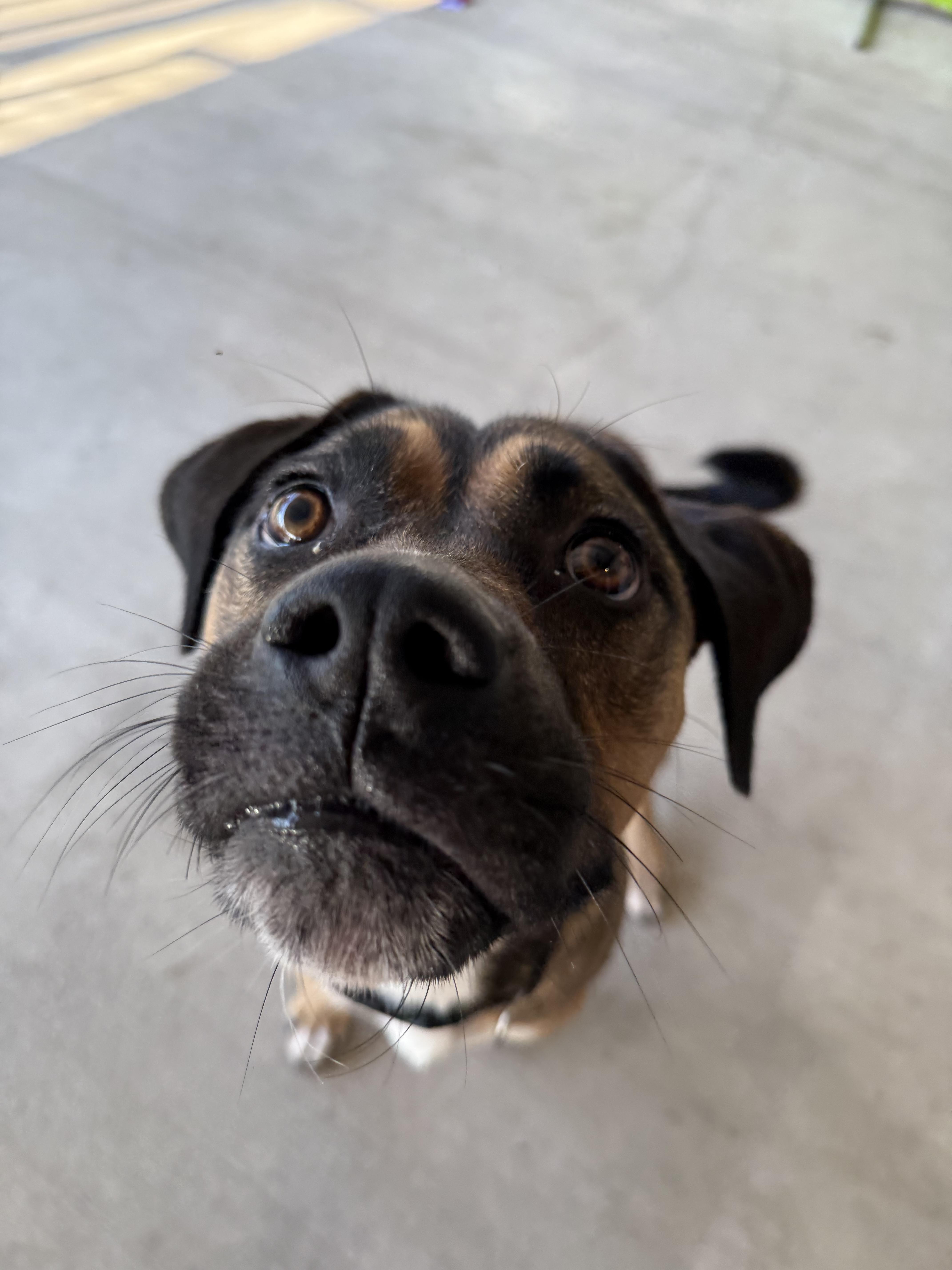 Cinnamon, a Adoptable mixed breed in Uvalde, TX image 4/6