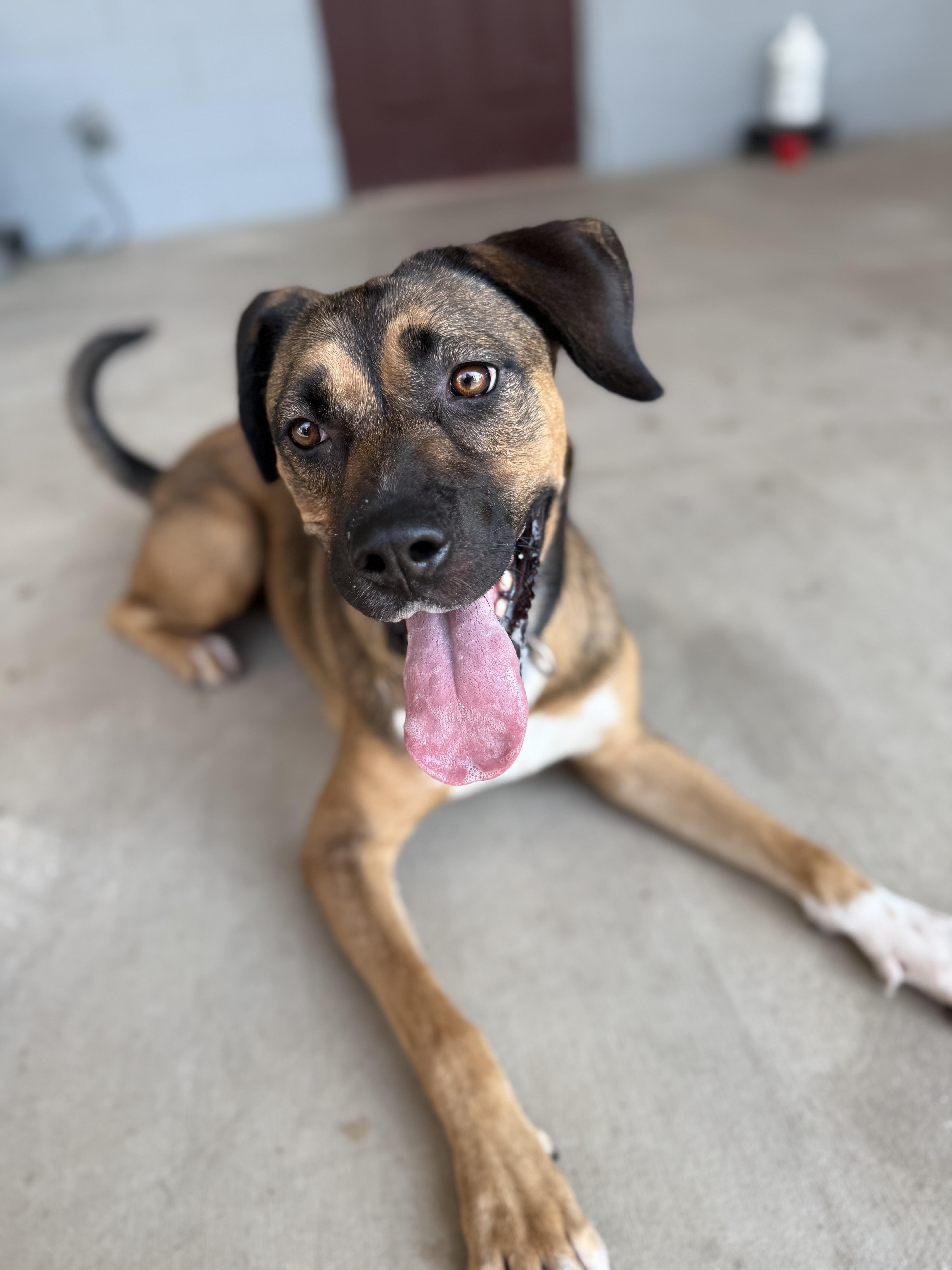 Cinnamon, a Adoptable mixed breed in Uvalde, TX image 6/6