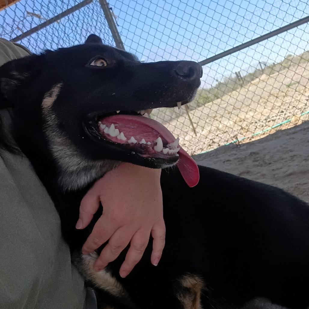 Enlarge Lika, a ADOPTABLE mixed breed in Fallon, NV image 1/6