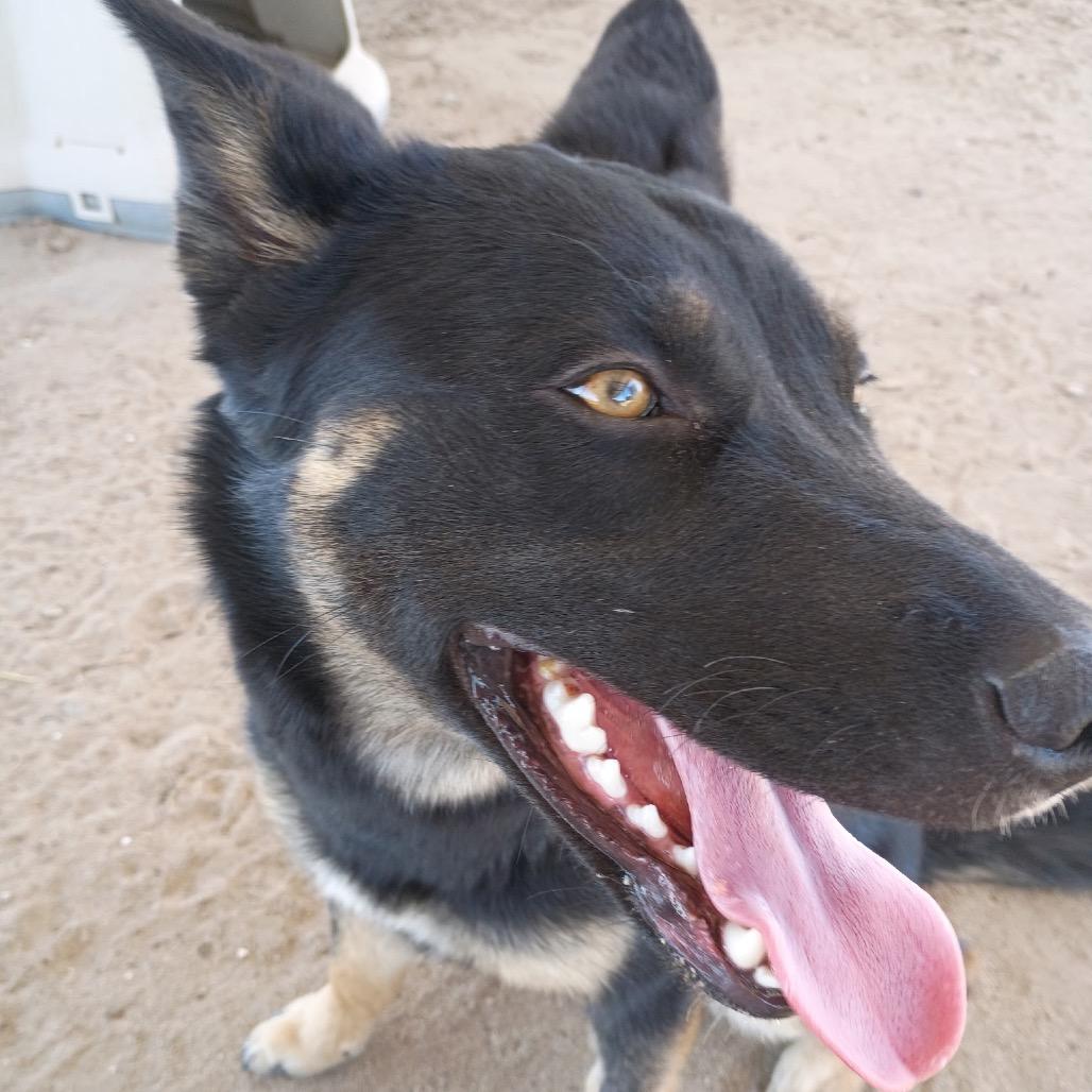 Enlarge Lika, a ADOPTABLE mixed breed in Fallon, NV image 2/6