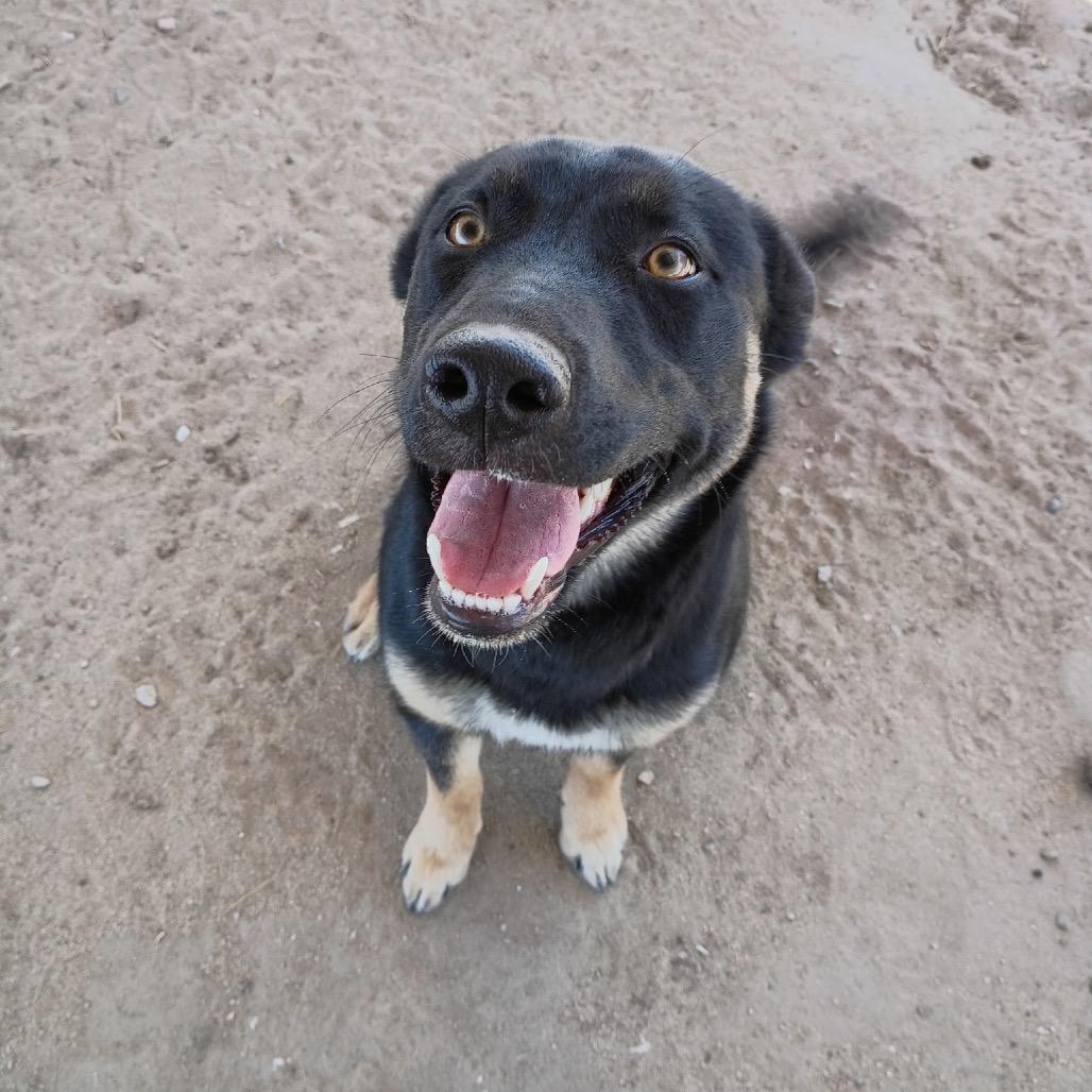 Enlarge Lika, a ADOPTABLE mixed breed in Fallon, NV image 3/6