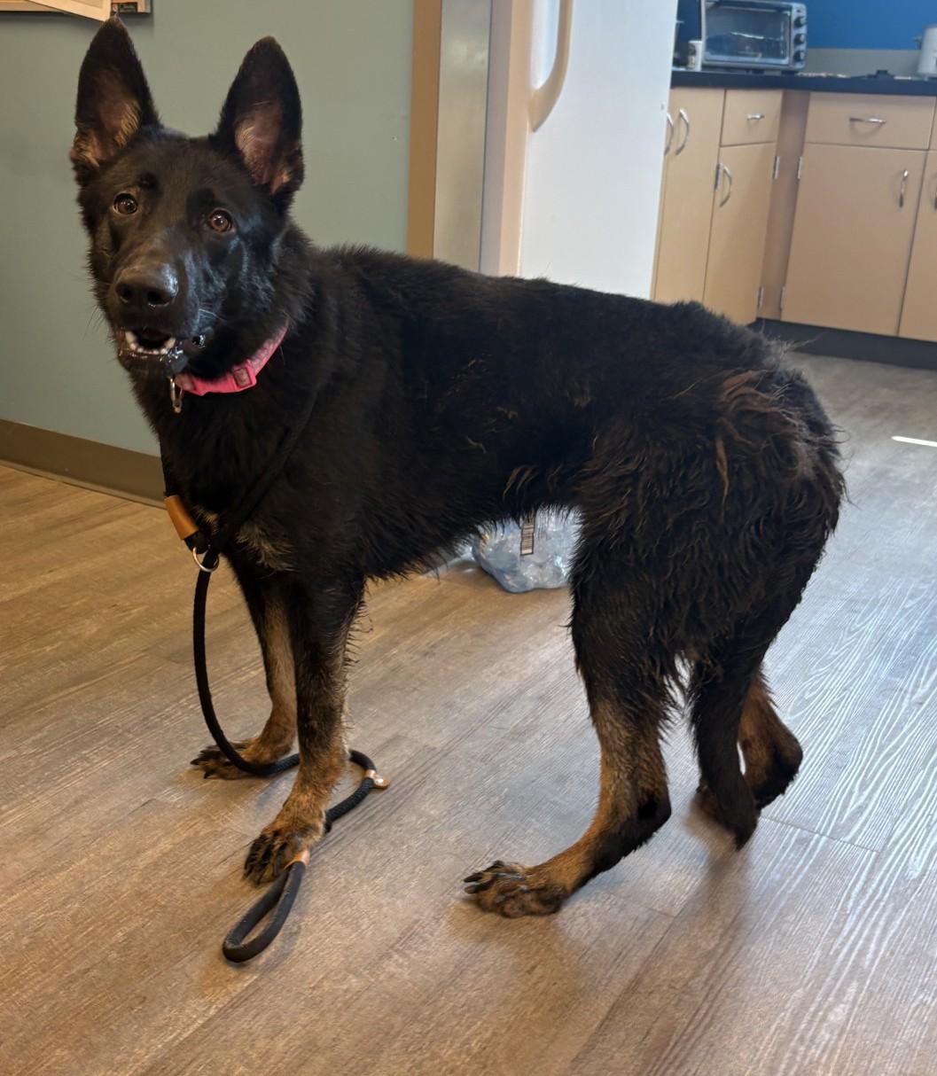 Enlarge 26-0512 "Ducky, a Adoptable German Shepherd Dog in Leavenworth, KS image 2/2