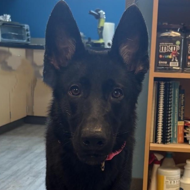 Enlarge 26-0512 "Ducky, a Adoptable German Shepherd Dog in Leavenworth, KS image 1/2