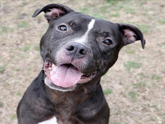 Enlarge ALMOND, a Adoptable mixed breed in Wilmington, NC image 1/1