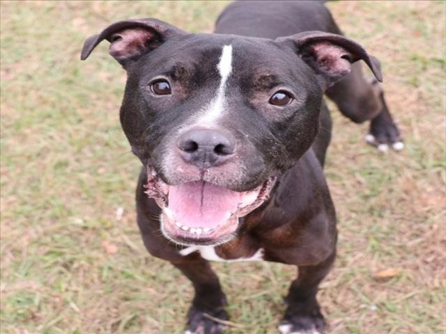 Enlarge ALMOND, a Adoptable mixed breed in Wilmington, NC image 1/1