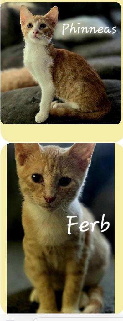 Enlarge Phinny, a Adoptable Domestic Short Hair in Cromwell, KY image 1/3