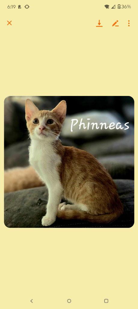 Enlarge Phinny, a Adoptable Domestic Short Hair in Cromwell, KY image 2/3