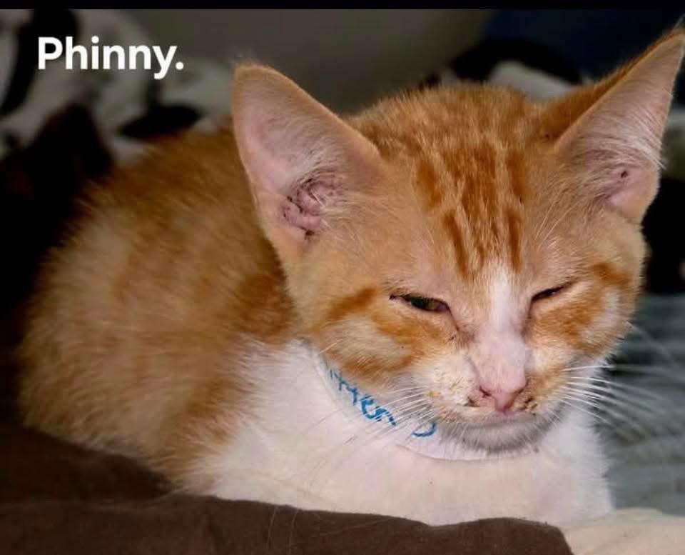 Enlarge Phinny, a Adoptable Domestic Short Hair in Cromwell, KY image 3/3