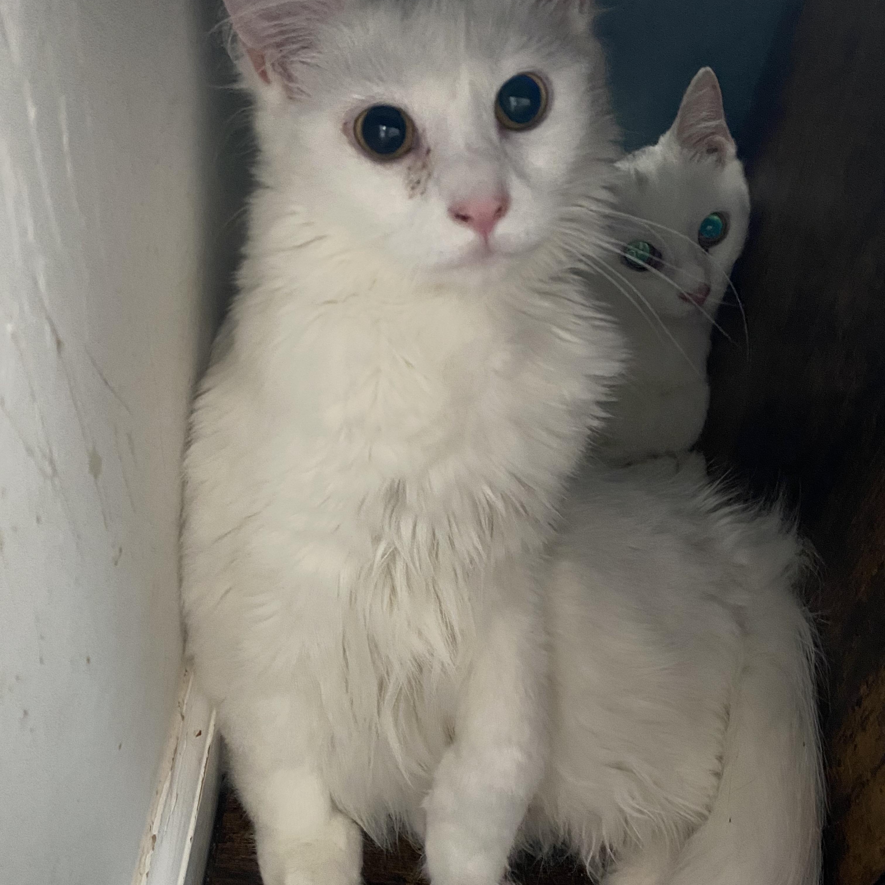 Moxie, Mira, Merle, Maverick