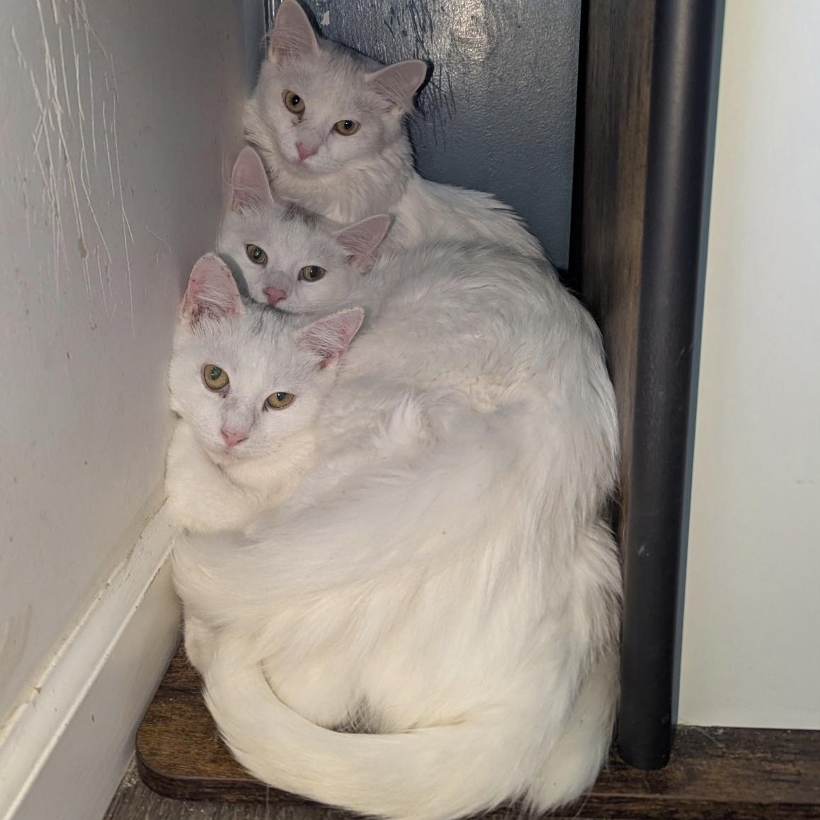 Moxie, Mira, Merle, Maverick