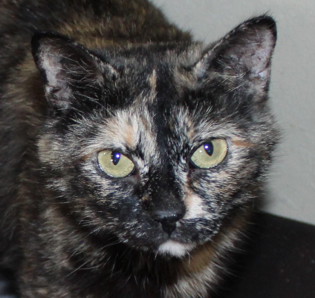 NaNa, Adult Female unknown