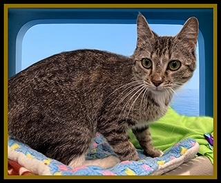 MARTINI, Adoptable, Young Female Domestic Medium Hair.