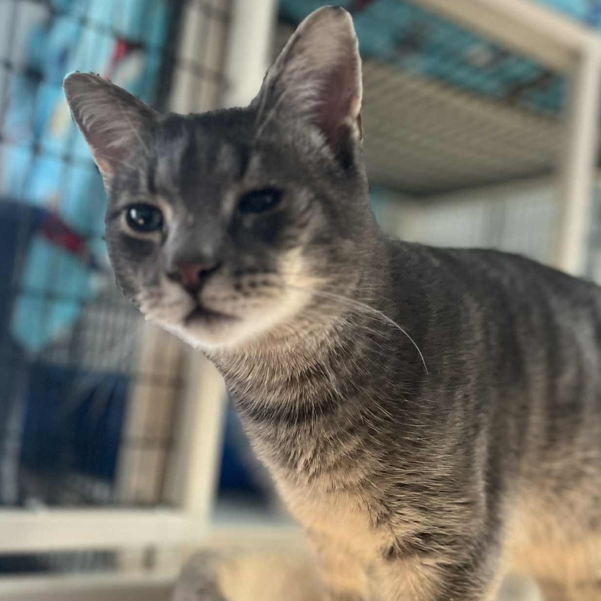 Stuart, ADOPTABLE, Adult Male Domestic Short Hair.