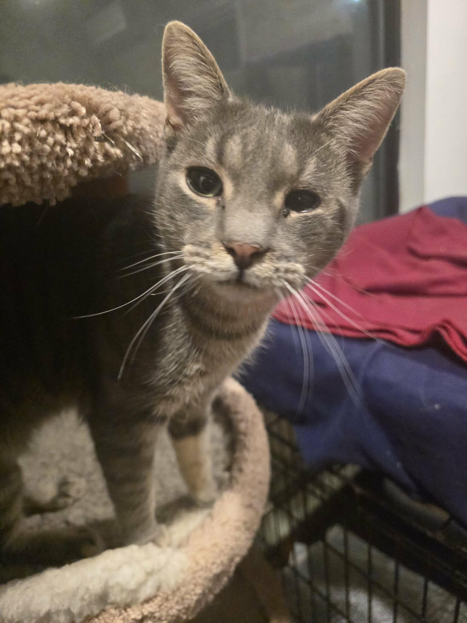 Stuart, a ADOPTABLE Domestic Short Hair in Huntington, NY image 1/2