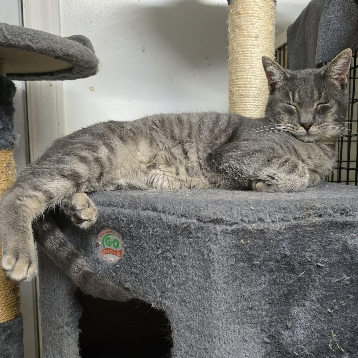 Stuart, a ADOPTABLE Domestic Short Hair in Huntington, NY image 2/2