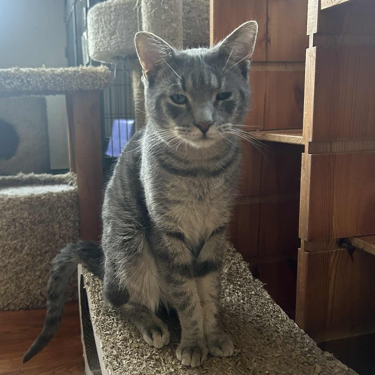 Stuart, ADOPTABLE, Adult Male Domestic Short Hair.