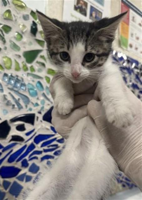 TRINITY, Adoptable, Kitten Female Domestic Short Hair.