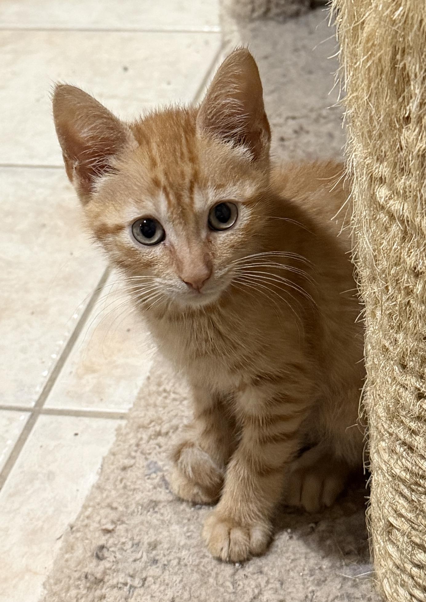 Peanut, Adoptable, Kitten Male Domestic Short Hair.