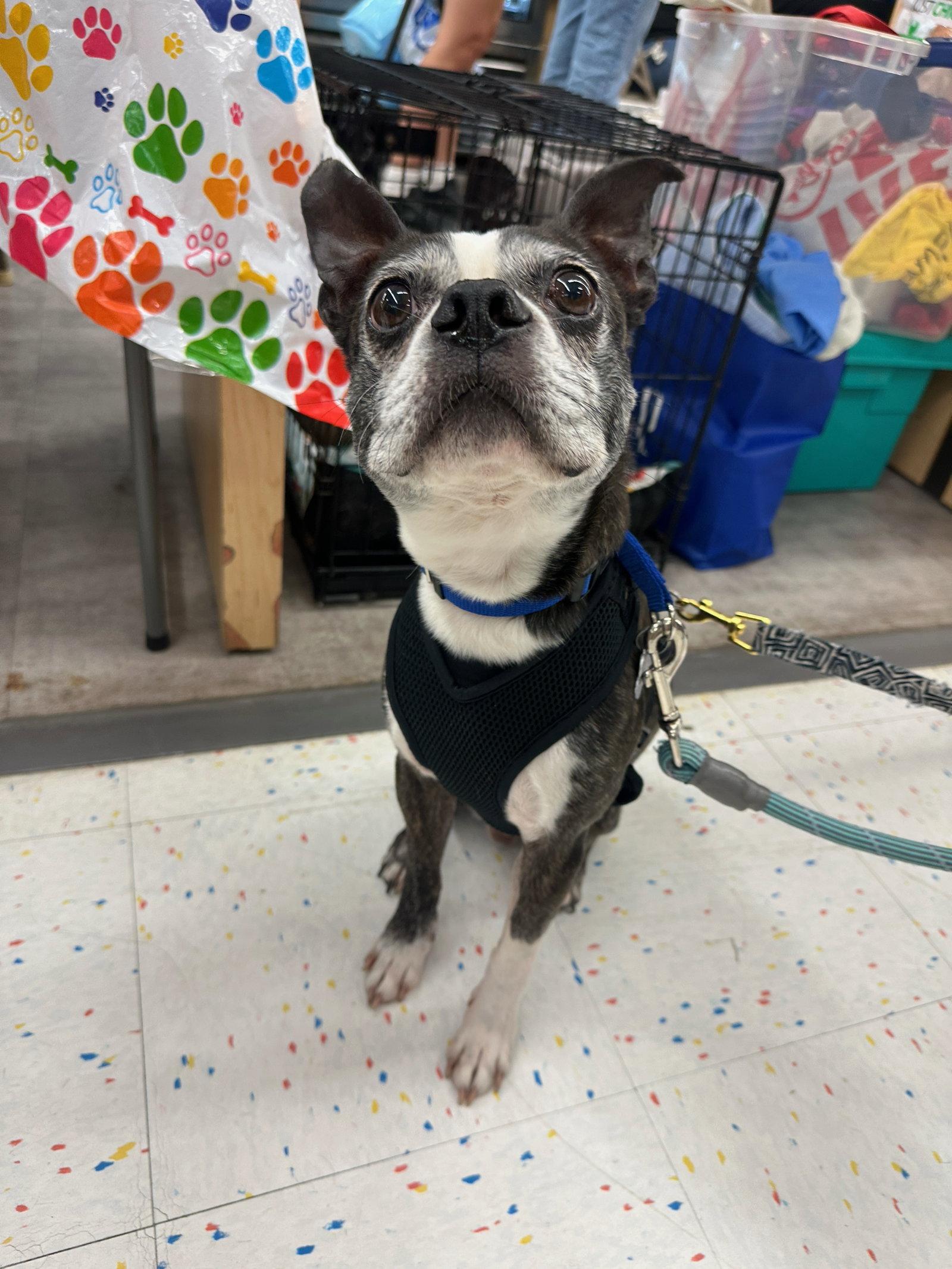 Brownie CA, Adoptable, Adult Male Boston Terrier.